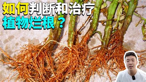 植物爛根補救|植物爛根的表現和征兆，教你1招急救方法，養三年都不會再爛根